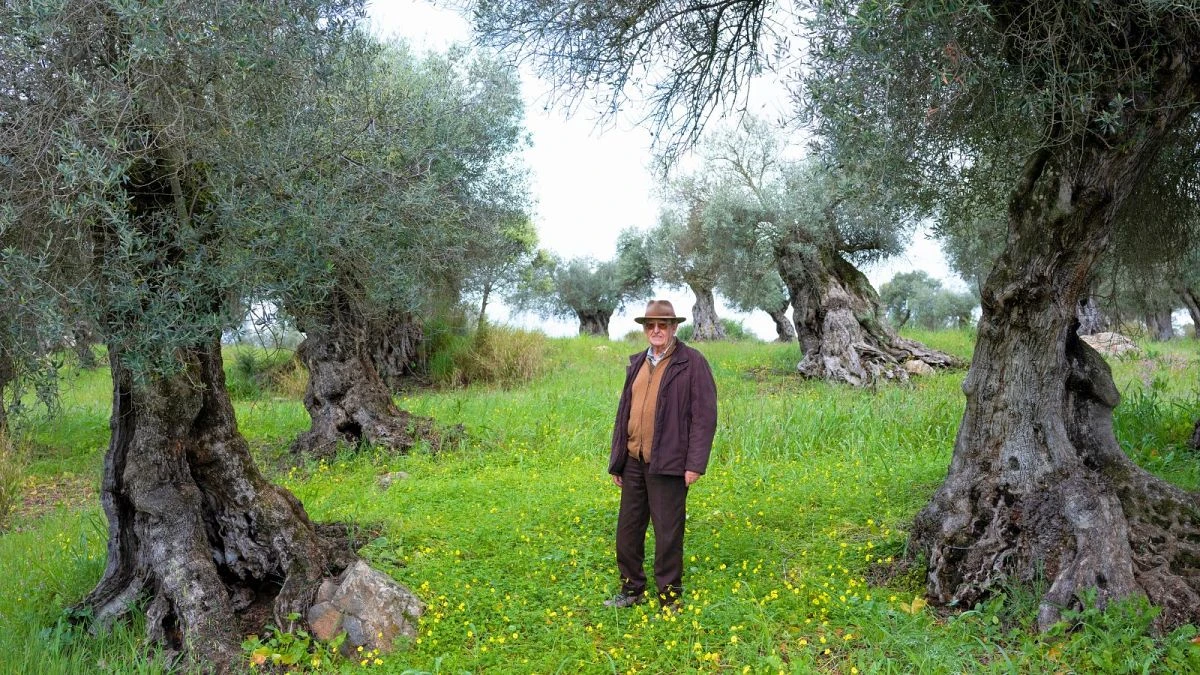 La mega presa que impulsa el ecocidio olivarero en Portugal
