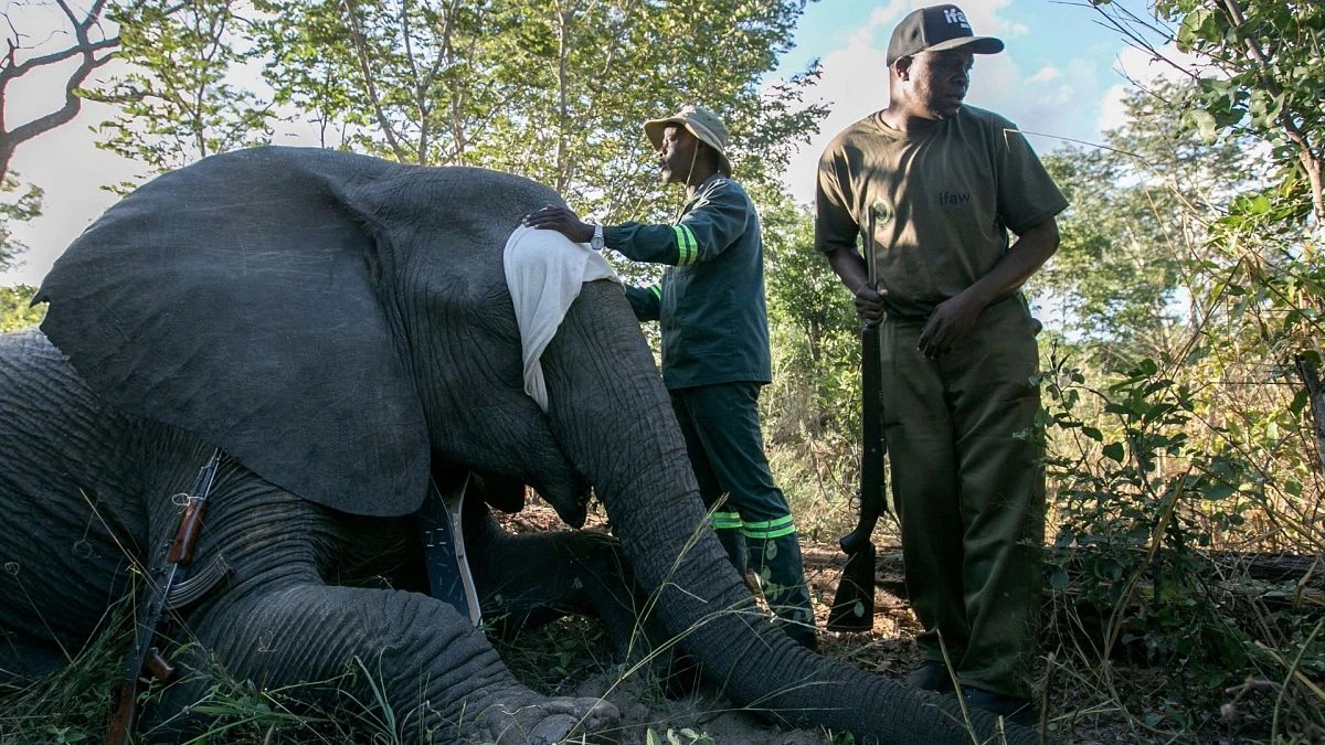 Zimbabwe : des éléphants équipés de colliers GPS assurent la sécurité des villageois