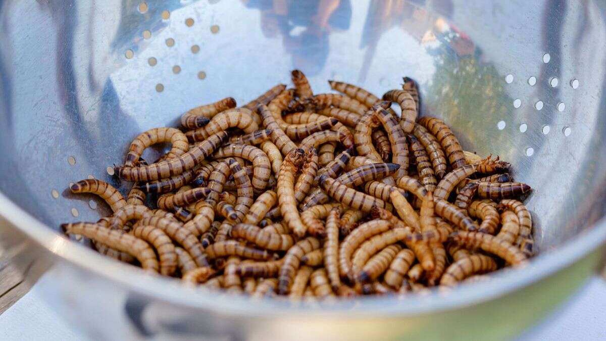 L'UE a-t-elle autorisé des insectes dangereux sur le marché alimentaire européen ?