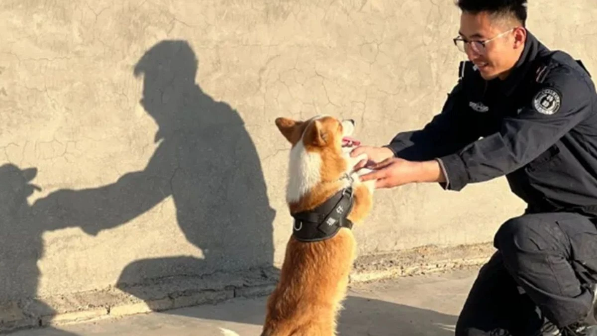 El primer policía corgi de China arrebata una salchicha a una niña
