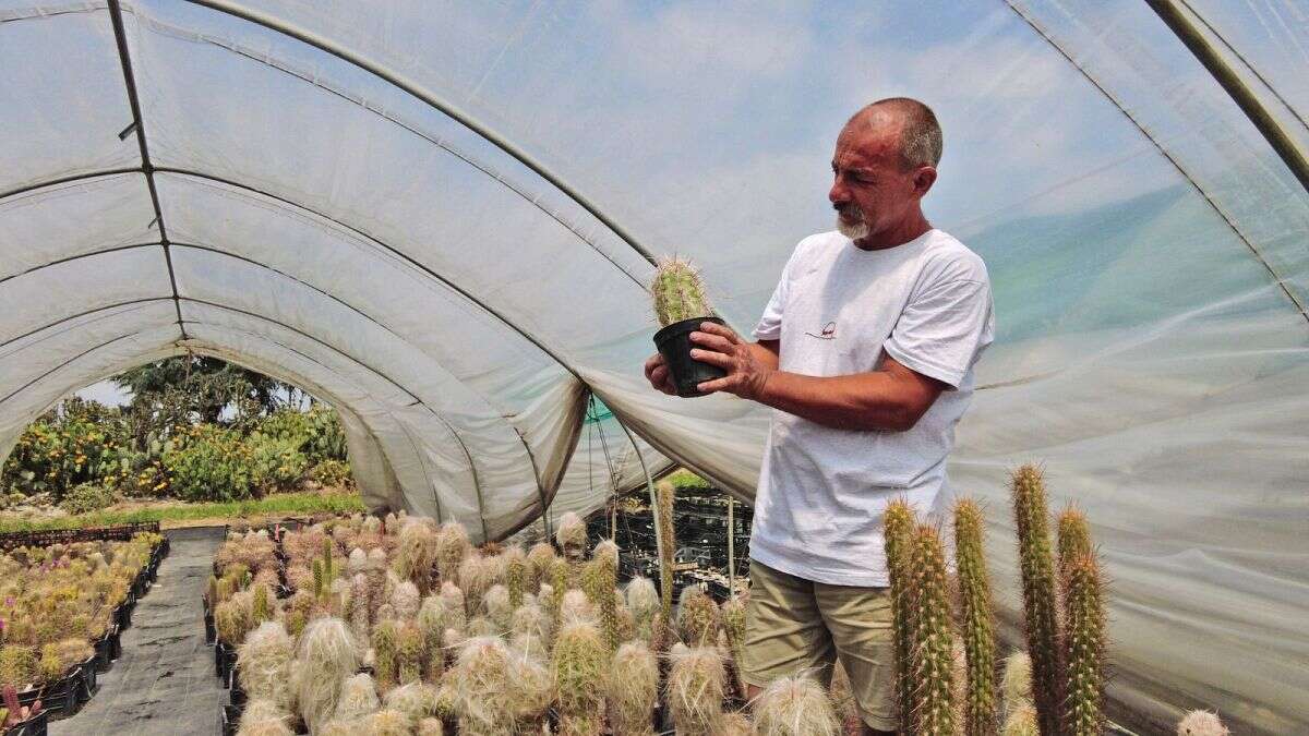 Trafic de cactus rares au Chili : deux Italiens poursuivis en justice