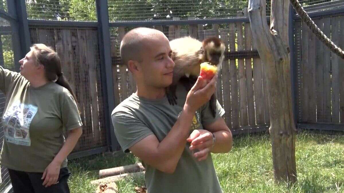 Los animales del zoo toman helado para sobrellevar el calor