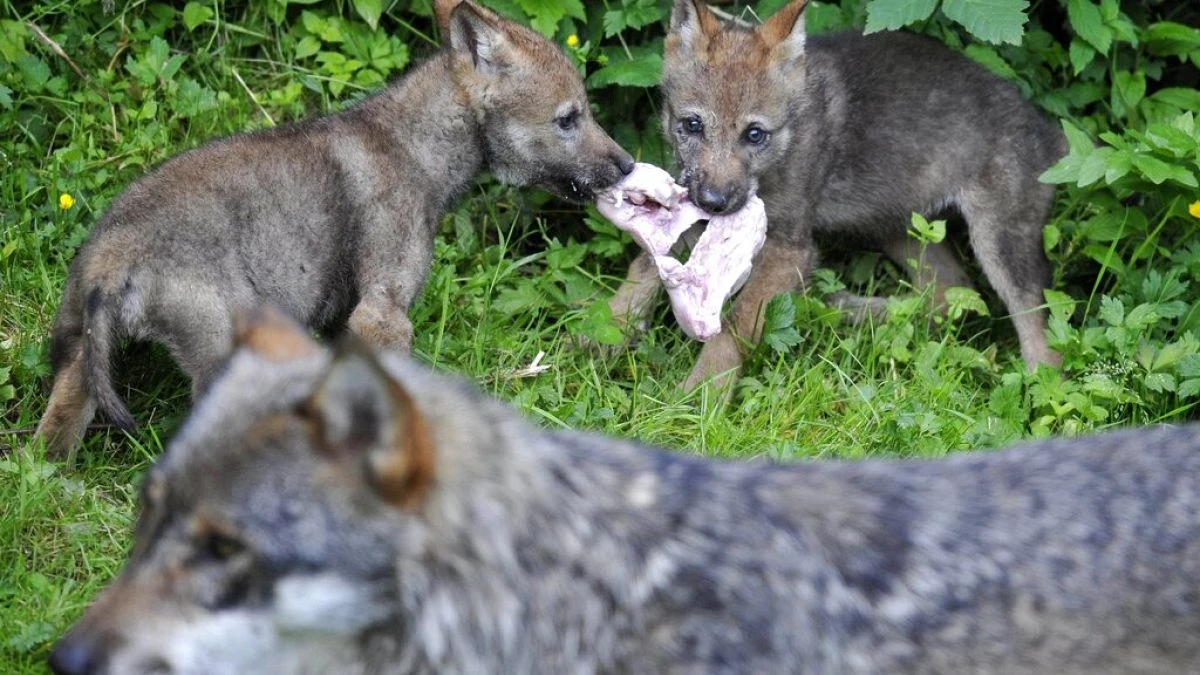 Espagne : l'UE estime que la Castille-et-León a illégalement autorisé la chasse aux loups