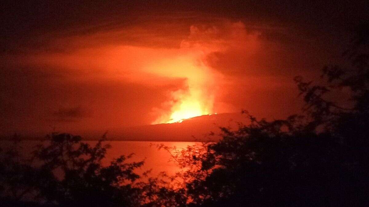 La dernière survivante connue d'une espèce de tortue géante menacée par l'éruption d'un volcan