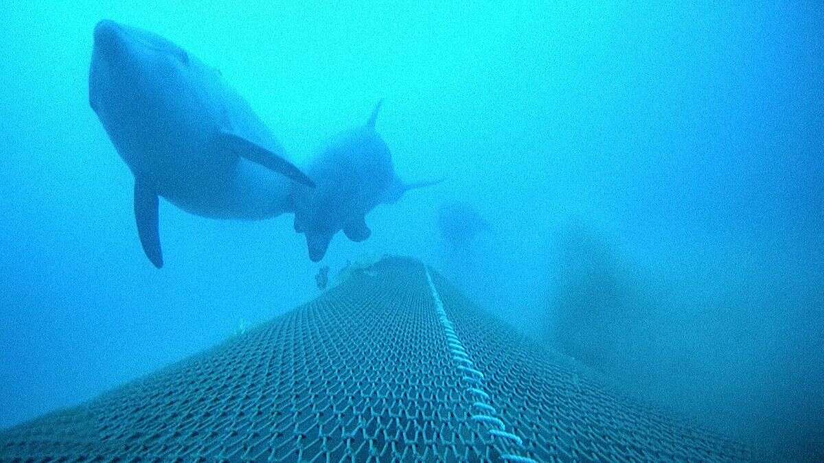 Protection des dauphins et survie des pêcheurs : le dilemme du Golfe de Gascogne