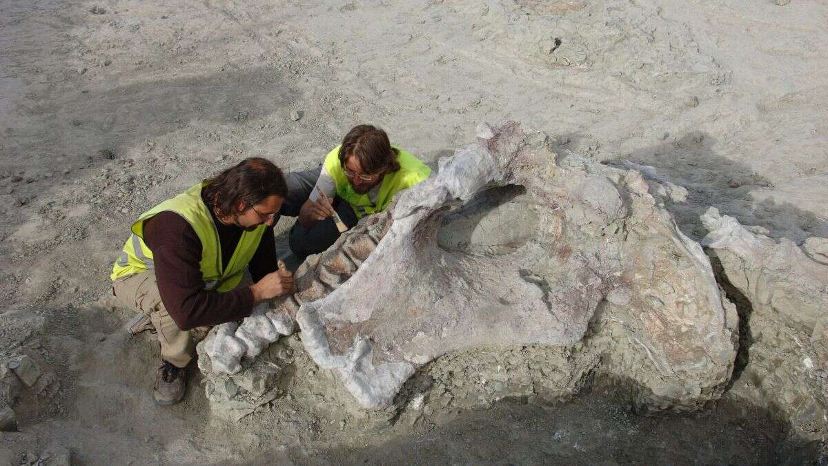 Une nouvelle espèce de dinosaure découverte en Espagne