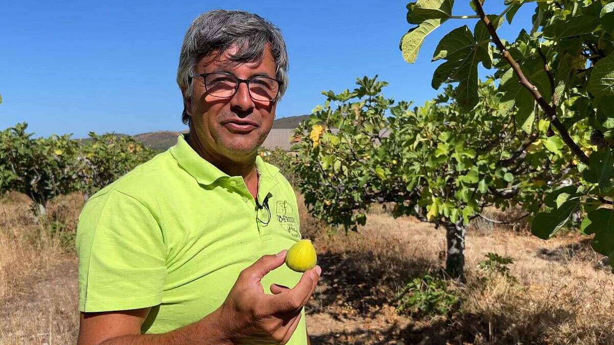 Bataille pour l'eau en Algarve : les agriculteurs innovent pour préserver la fertilité de leurs sols