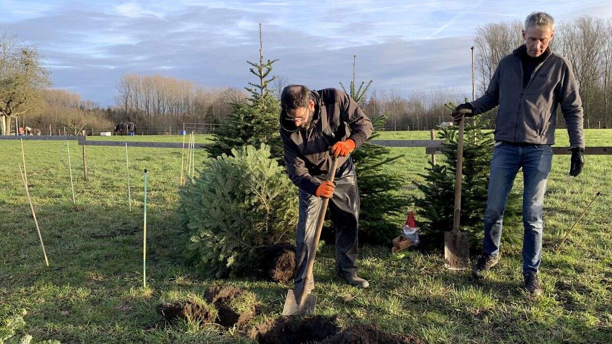 Euroverify : naturel ou artificiel, quel sapin est meilleur pour l'environnement ?