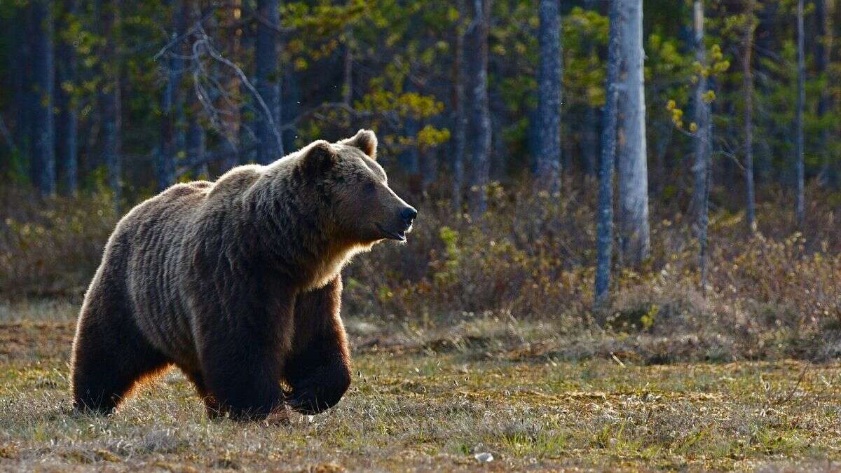 Les attaques d'ours suscitent des appels à l'abattage en Slovaquie