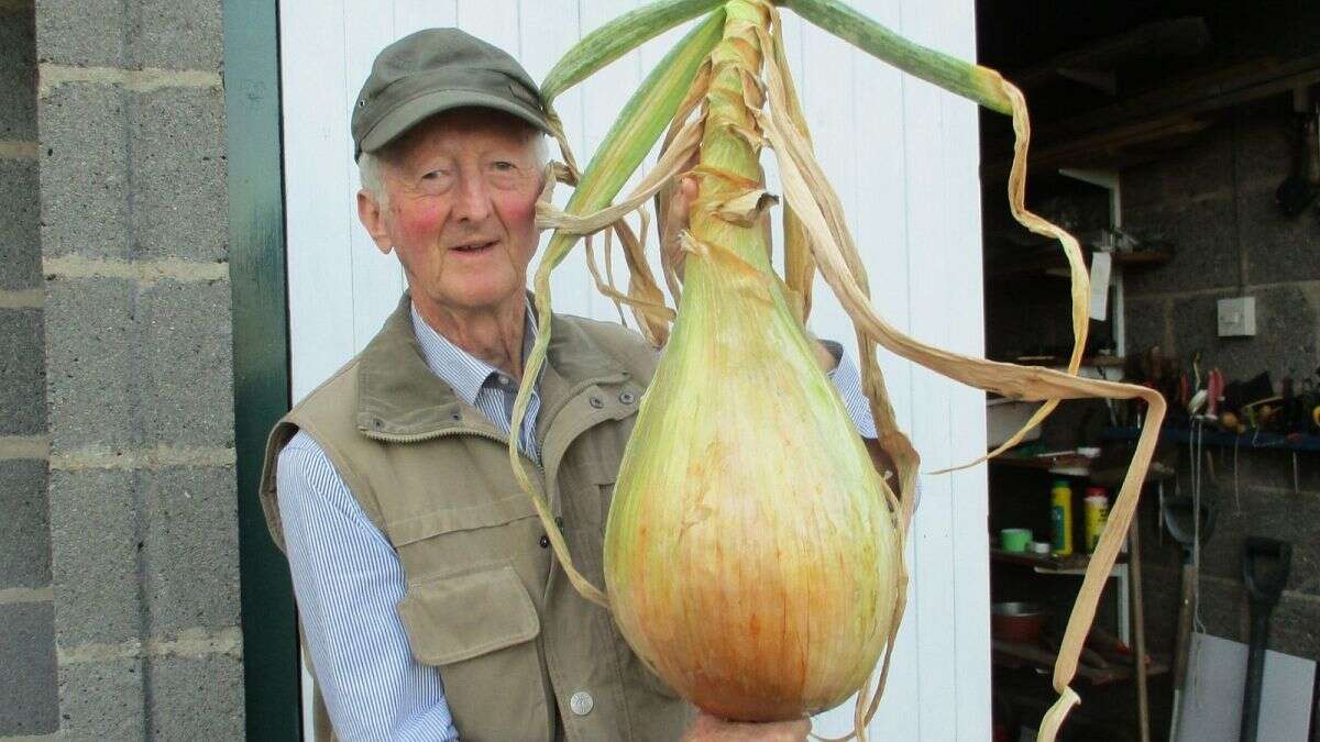 Dans l'univers des légumes géants qui battent des records