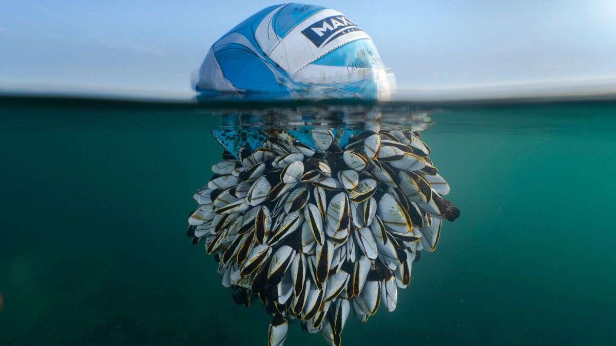 Découvrez les magnifiques photos du British Wildlife Photography Award