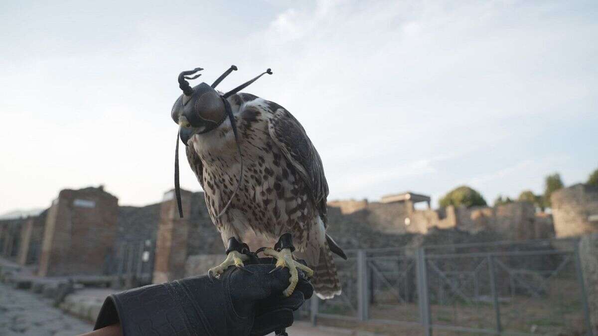 Le site de Pompéi fait la chasse aux pigeons