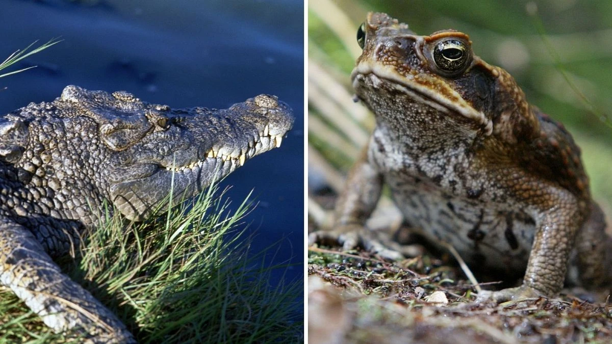 Crocodiles contre crapauds : une expérience écologique inédite en Australie