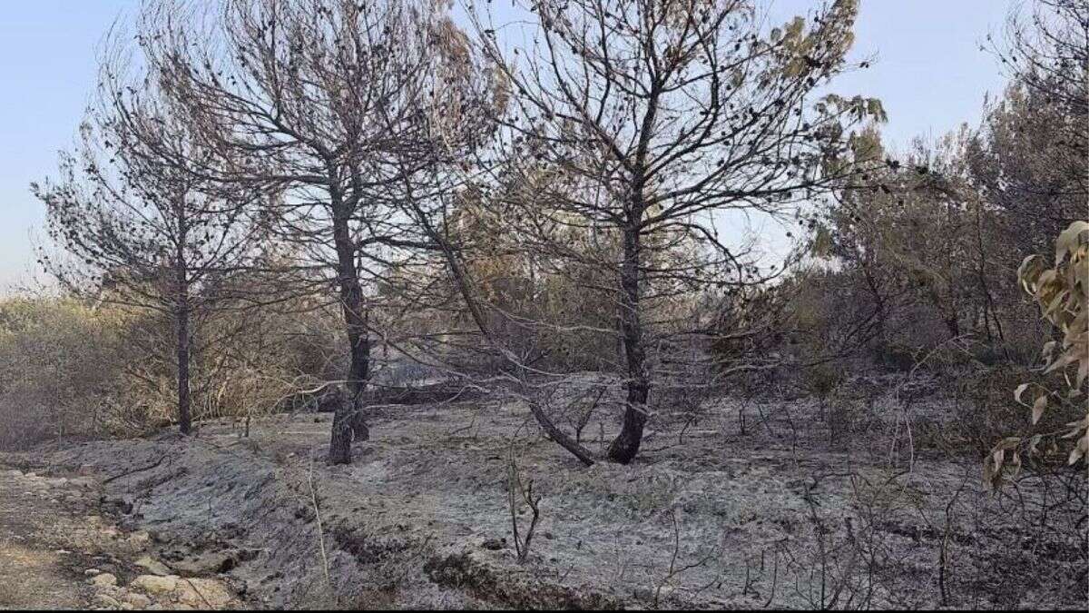 Oliviers brûlés, eau empoisonnée : le coût environnemental de la guerre au Liban