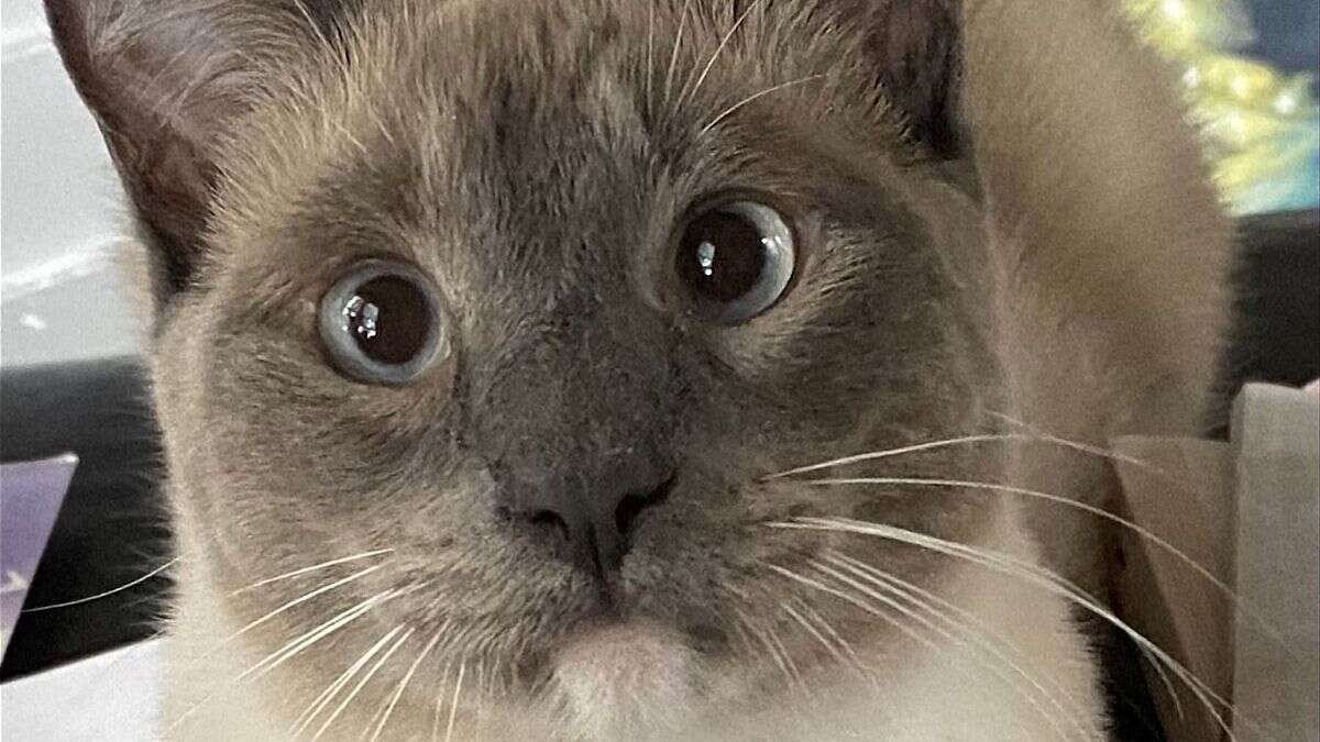 Un gato vuelve a casa tras recorrer 1.450 kilómetros en Estados Unidos