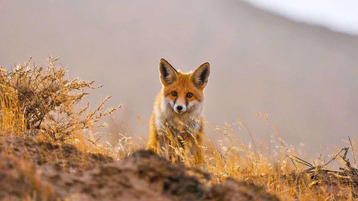 De Karakum al Caspio: maravillas naturales vírgenes de Turkmenistán