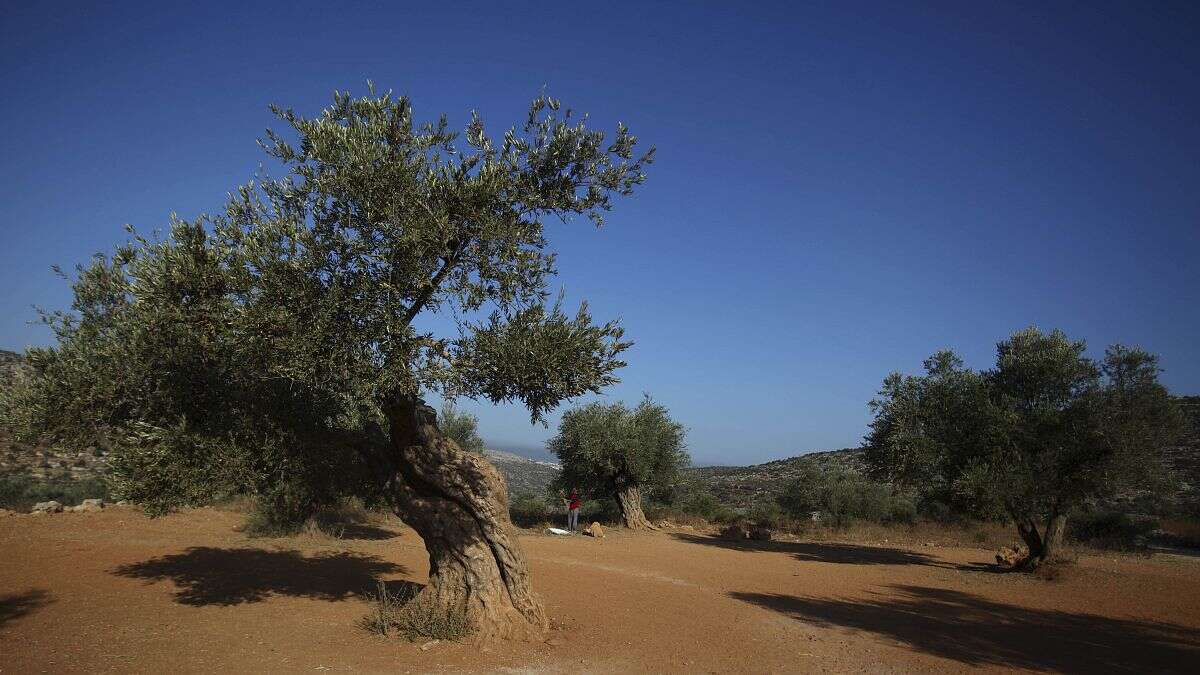 En Italie, la sécheresse menace la production d'huile d'olive