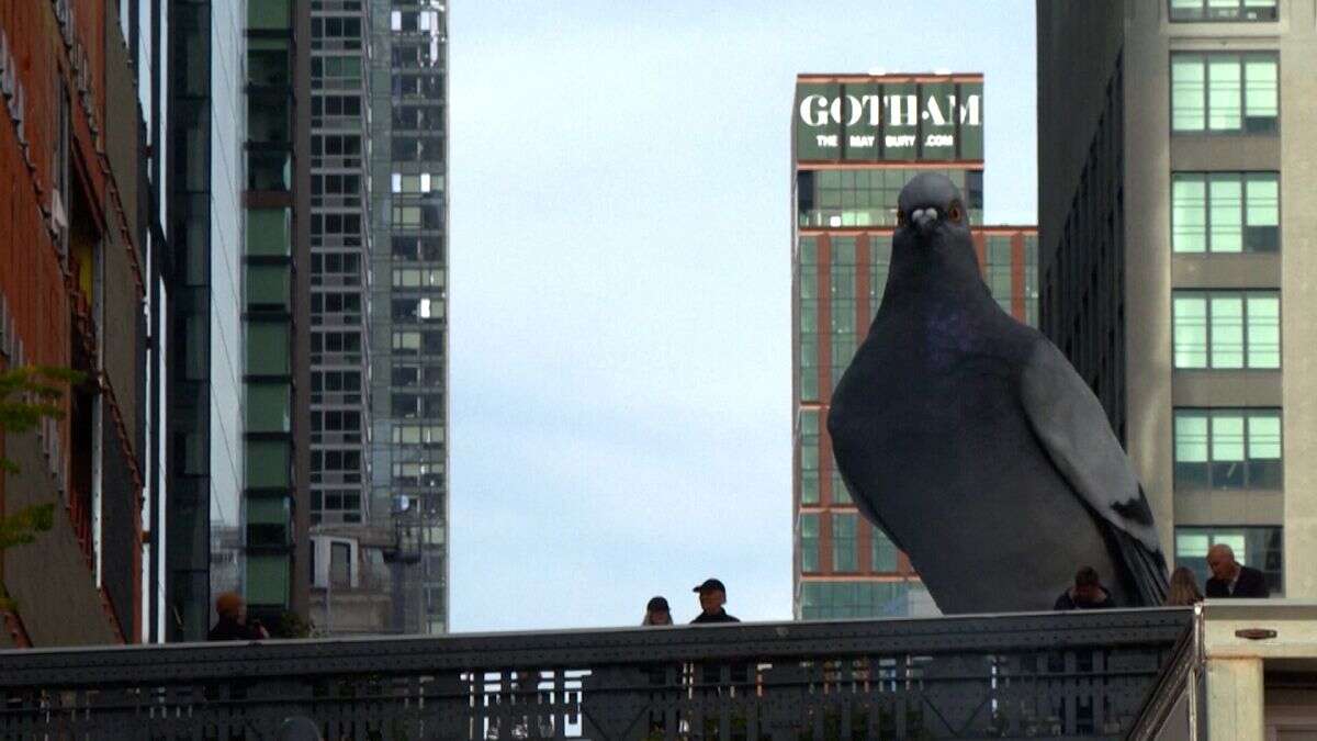 No Comment : sculpture géante d'un pigeon à New York