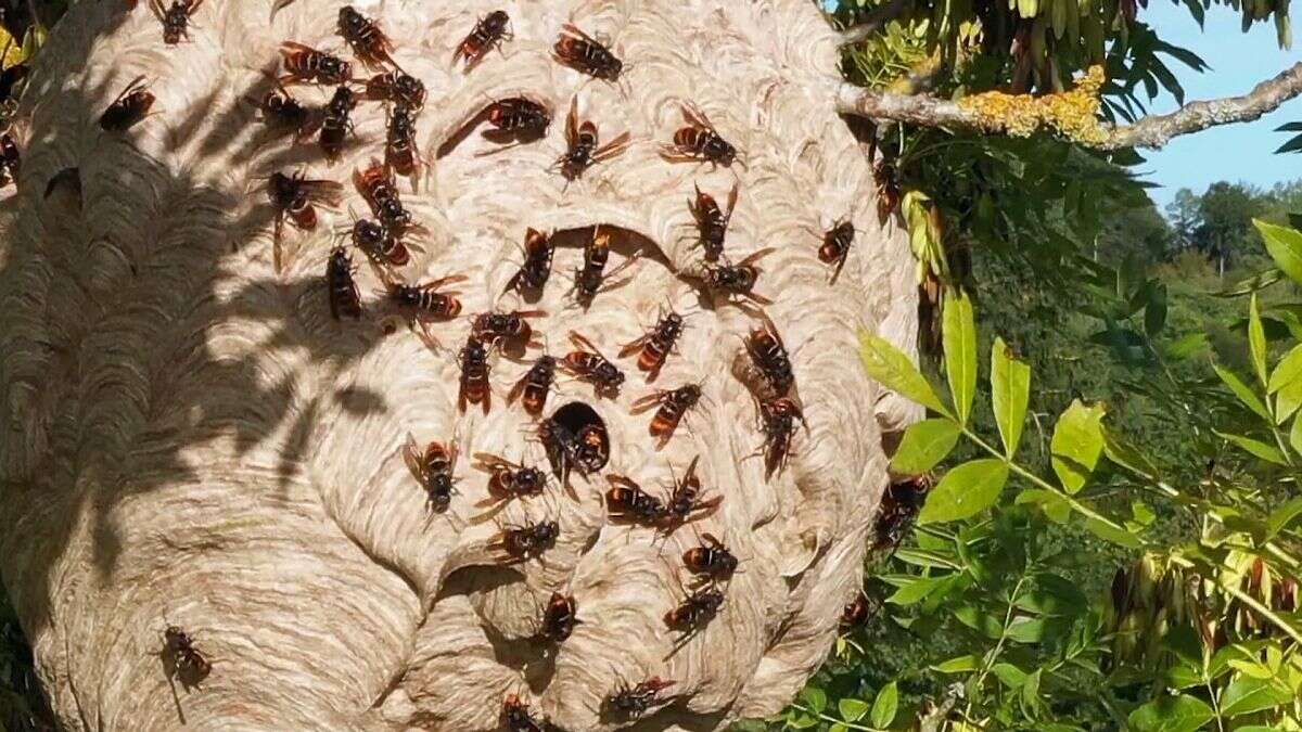 Des frelons aux algues : La menace croissante des espèces exotiques envahissantes en Europe