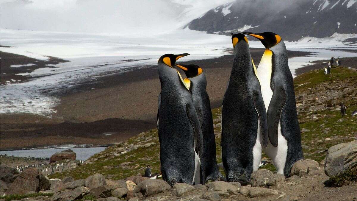 Uno de los icebergs más antiguos podría chocar con un refugio natural