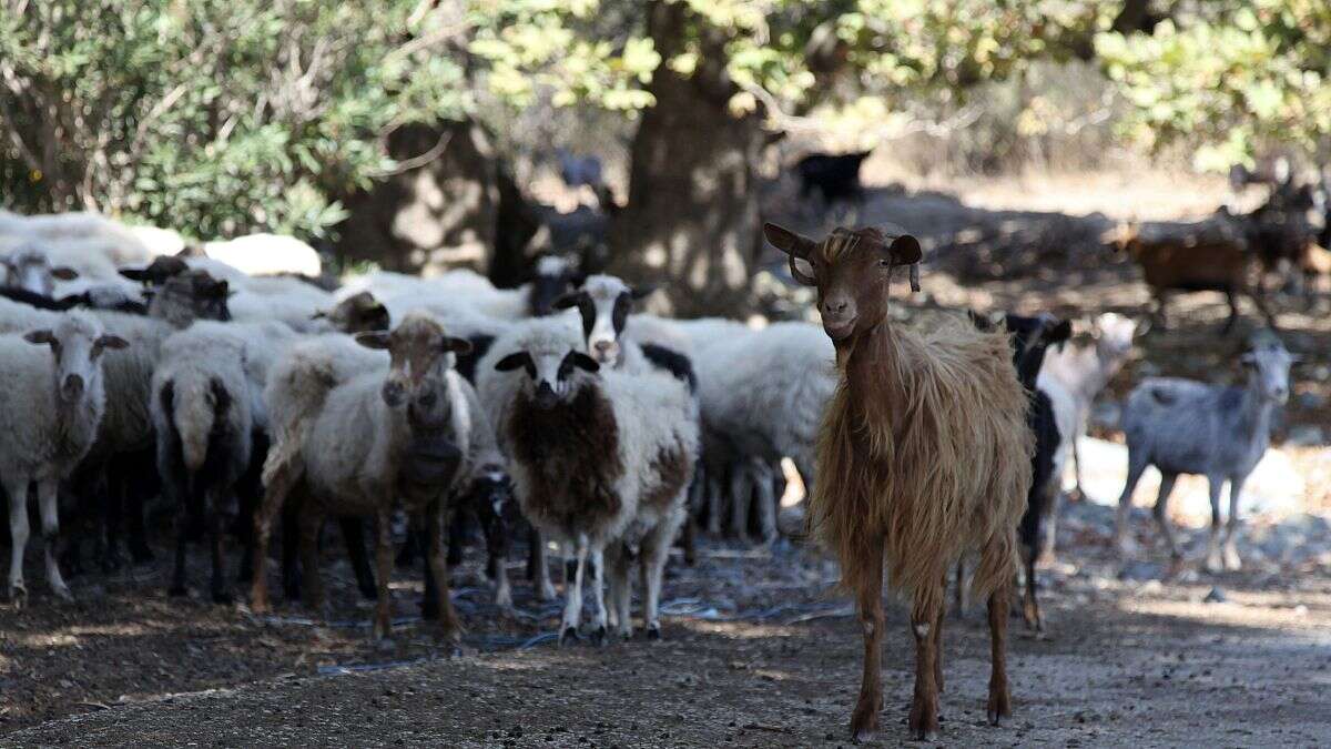 La Grèce touchée par une épidémie de peste ovine et caprine