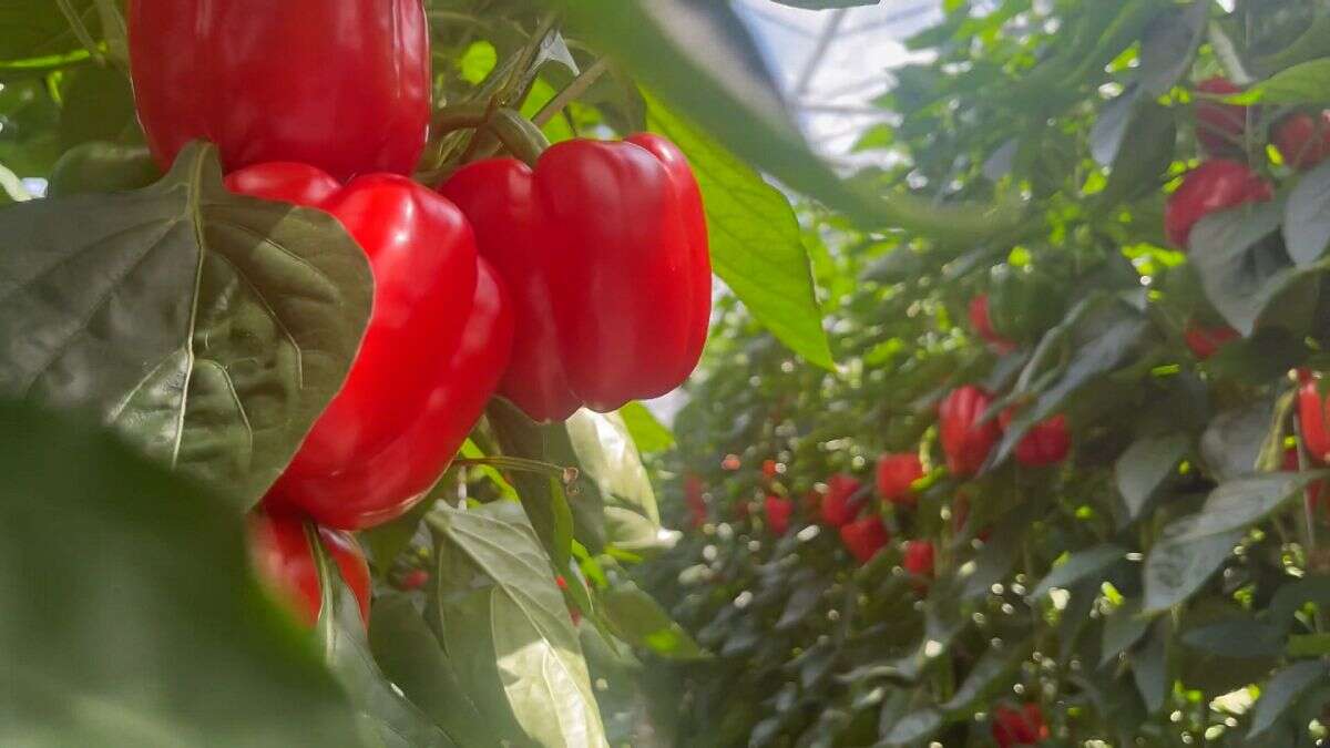 Este restaurante londinense opta por productos de kilómetro cero