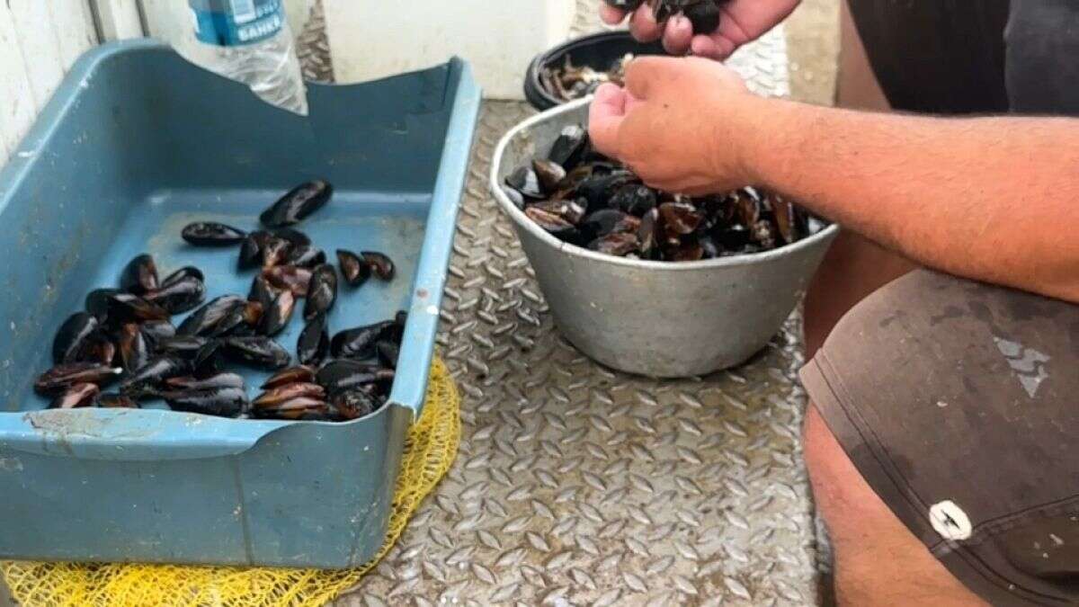 Les commerçants roumains demandent l'autorisation d'élever des moules