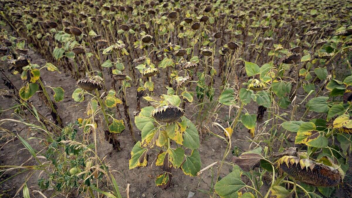 Sécheresse sévère: les agriculteurs serbes craquent