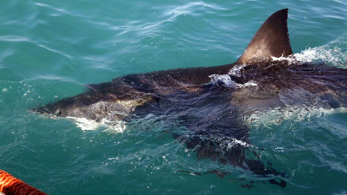 France : un grand requin blanc a été aperçu en Méditerranée