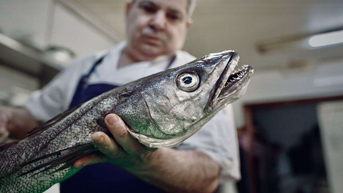 Le merlu de l'Atlantique Nord sauvé de l'extinction ?