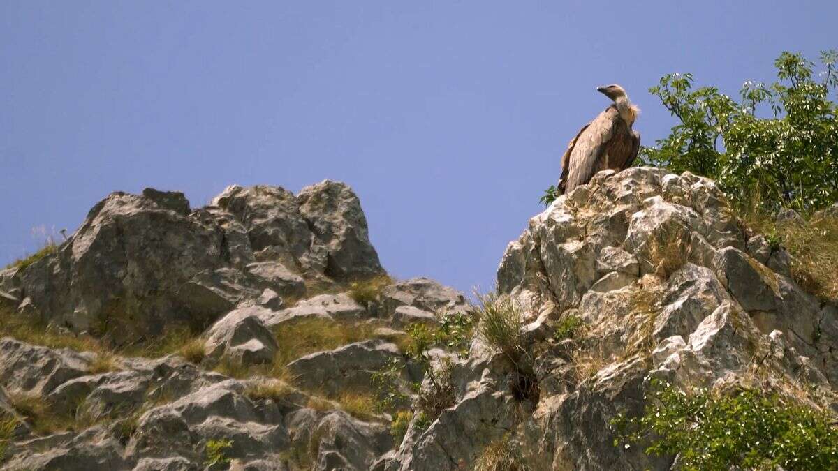 Canyon d'Uvac et plateau de Pešter en Serbie : nature et gastronomie