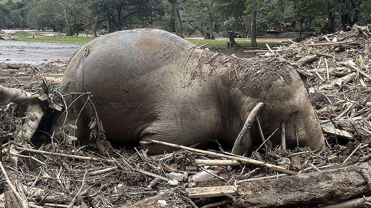 Thaïlande: un sanctuaire d'éléphants inondé après le passage du typhon Yagi