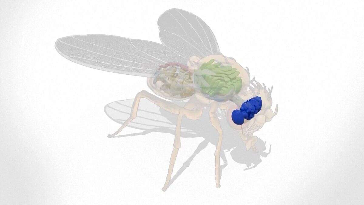 Así es el primer mapa completo del cerebro de una mosca de la fruta