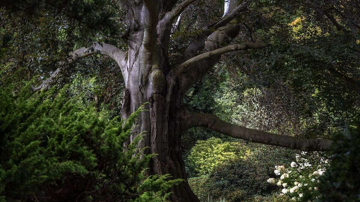 Un hêtre polonais remporte le titre d'Arbre européen de l'année