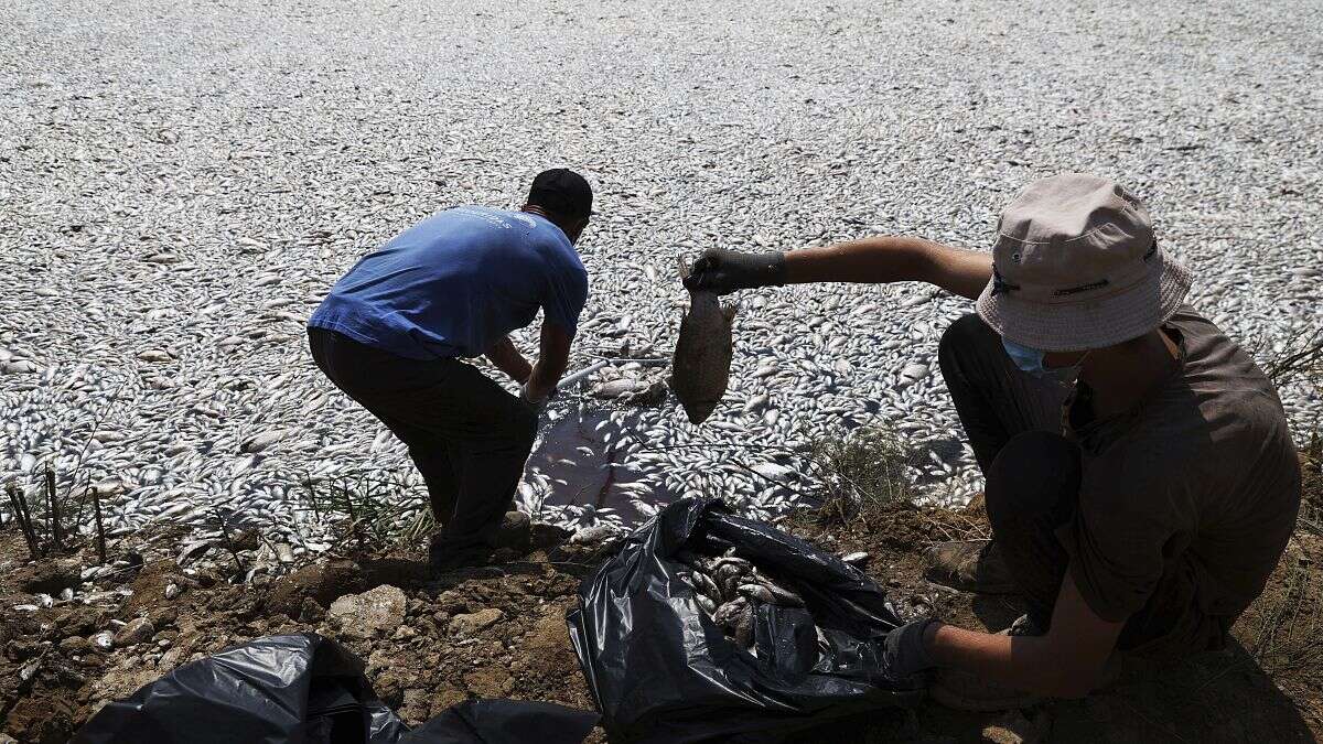 Millones de peces muertos se acumulan en el puerto griego de Volos