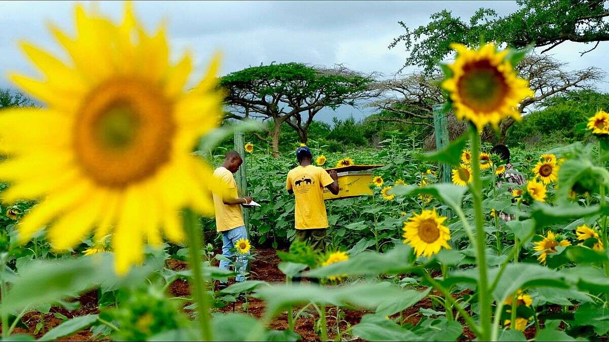 Las abejas podrían solucionar los conflictos entre humanos y elefantes