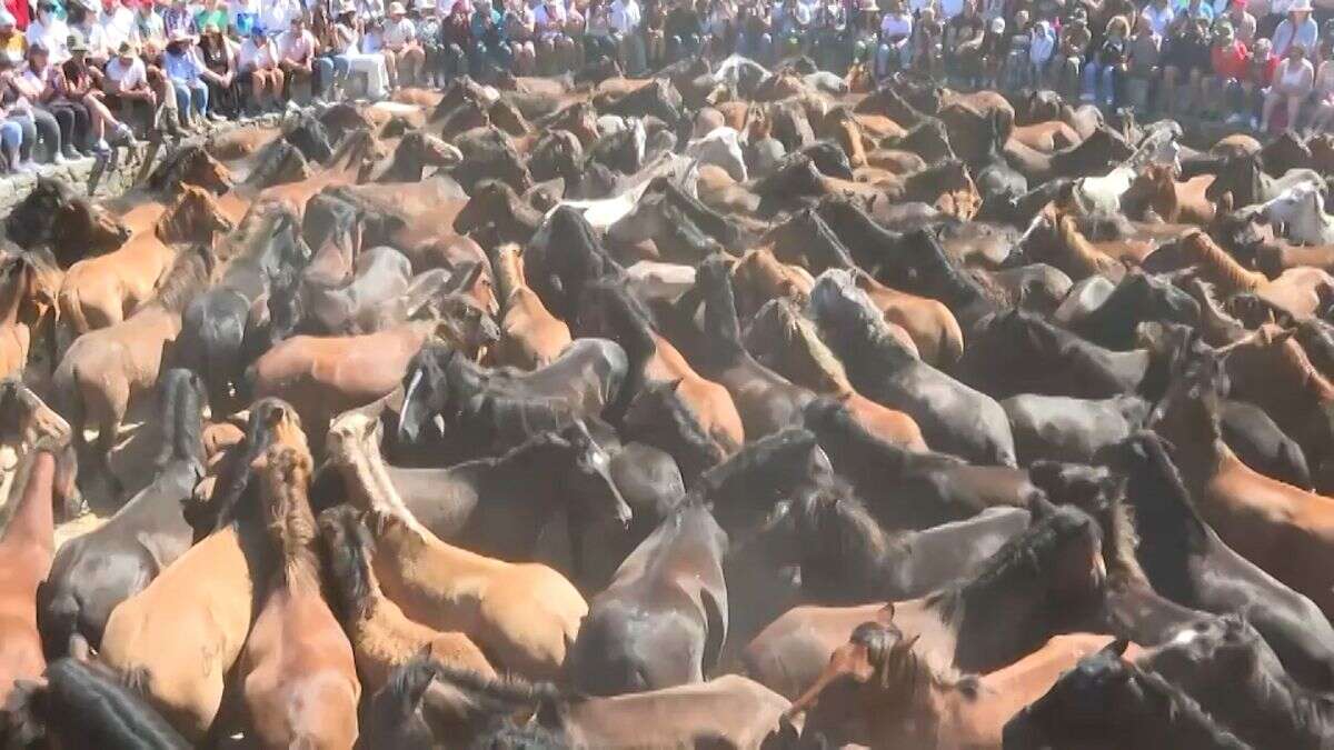 Le festival espagnol du cheval 