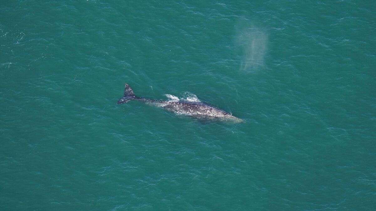 Une baleine grise 