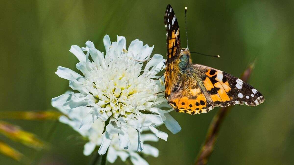 Forscher lösen Rätsel um „unglaubliche“ Schmetterlinge