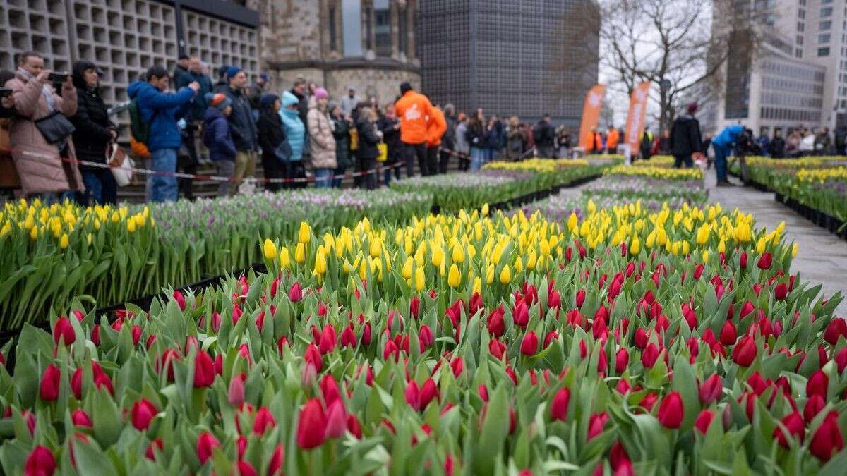 So schön leuchtet das Tulpenmeer auf dem Breitscheidplatz