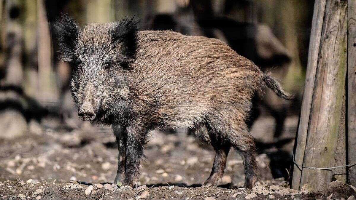 Wildschwein greift drei Menschen an – Polizei erschießt Tier