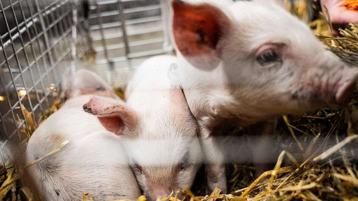 Künstler wollte Ferkel in Ausstellung verhungern lassen