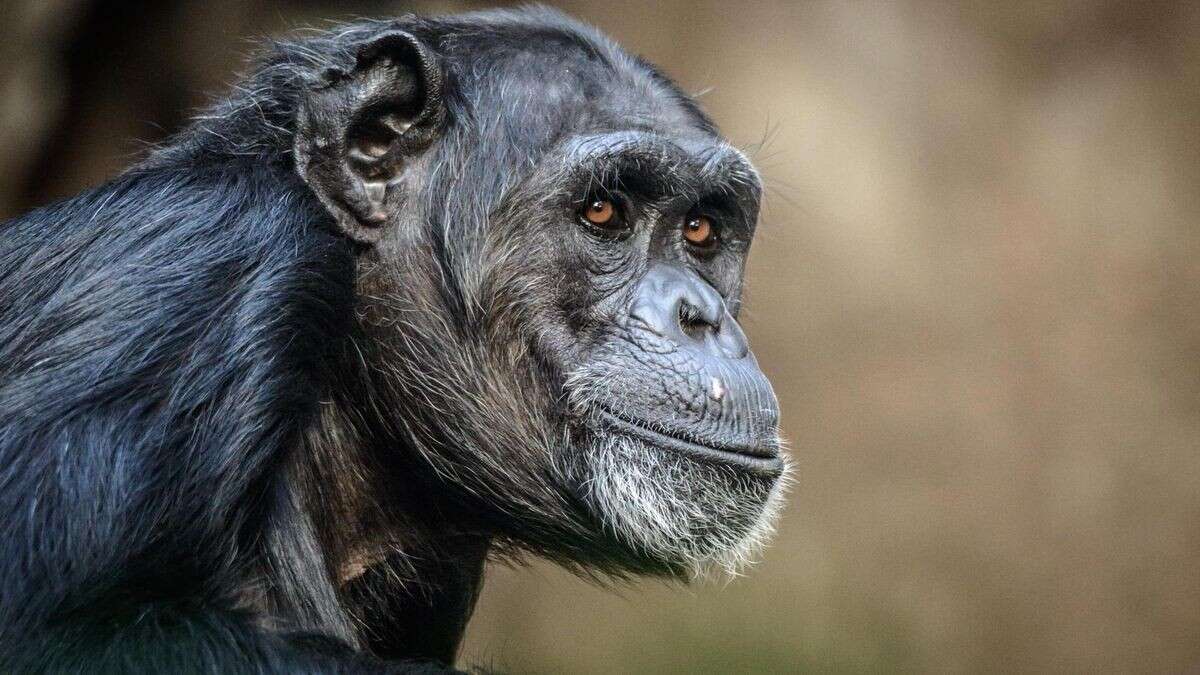 Affen-Studie zeigt, warum Menschen zusammen aufs Klo gehen