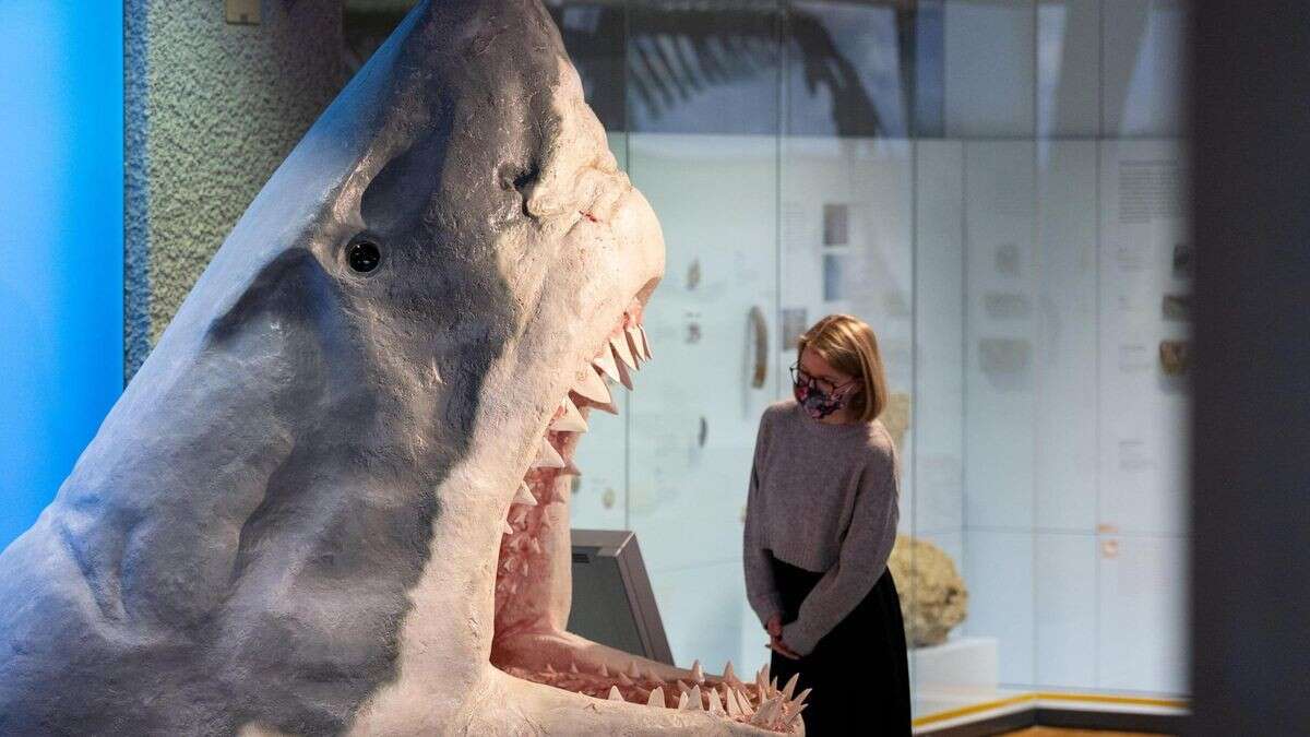 Urzeit-Hai Megalodon sah völlig anders aus, als bislang gedacht