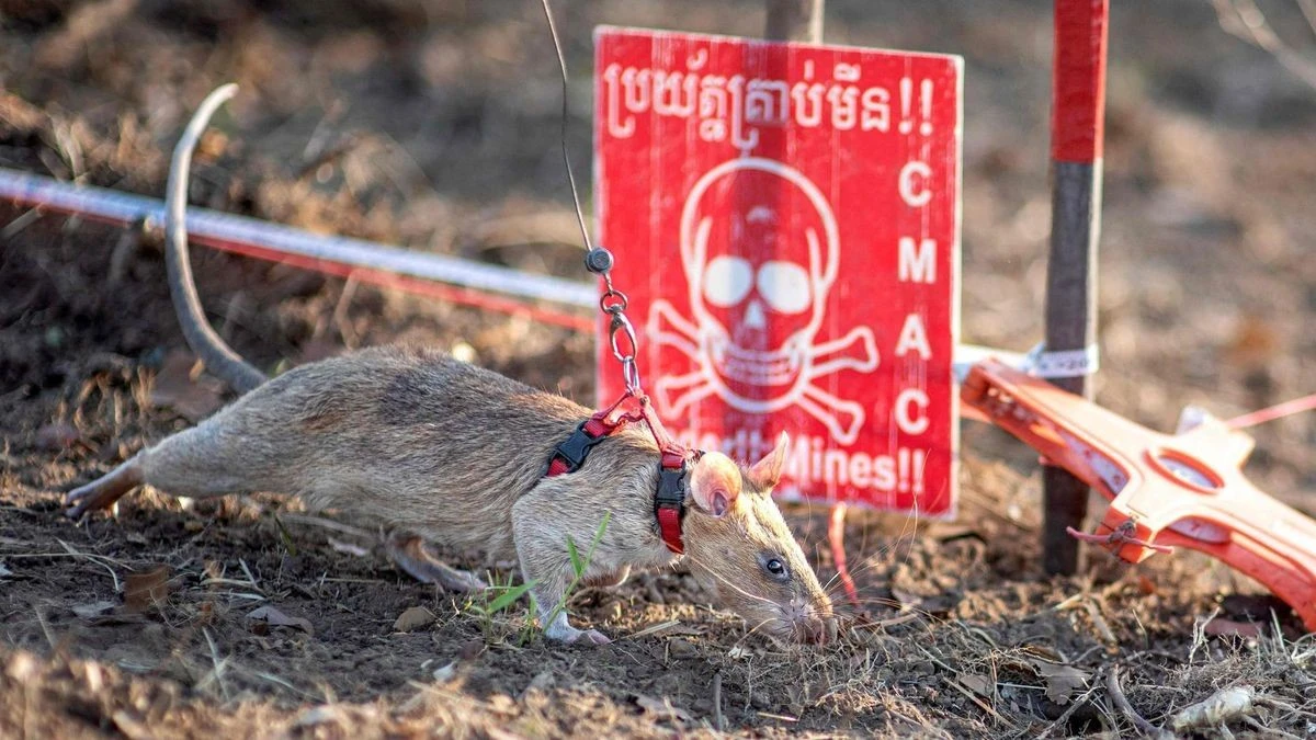 Unbeliebte Nagetiere spüren hinterhältiges Kriegsgerät auf