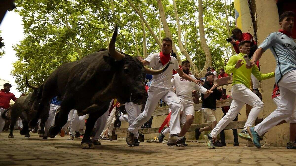 Stier durchbricht bei Treiben Absperrung und tötet Zuschauer