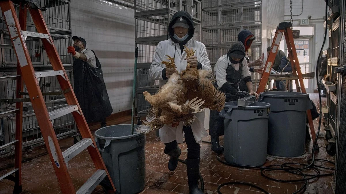 Erster Todesfall in Mexiko: Kind stirbt an Vogelgrippevirus H5N1