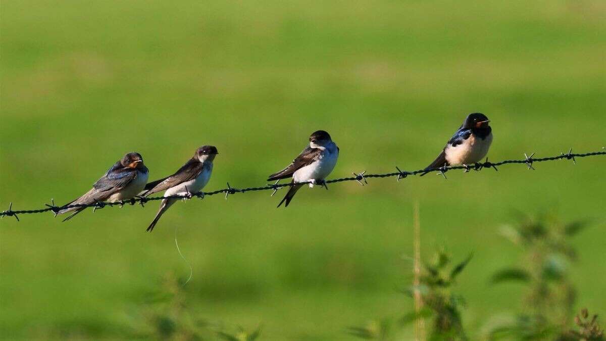 Schwalben fallen in Teilen Deutschlands vom Himmel