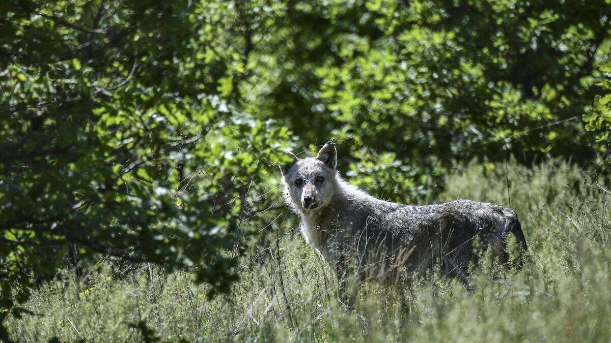 Peloponnes: Raubtier nach 100 Jahren wieder gesichtet