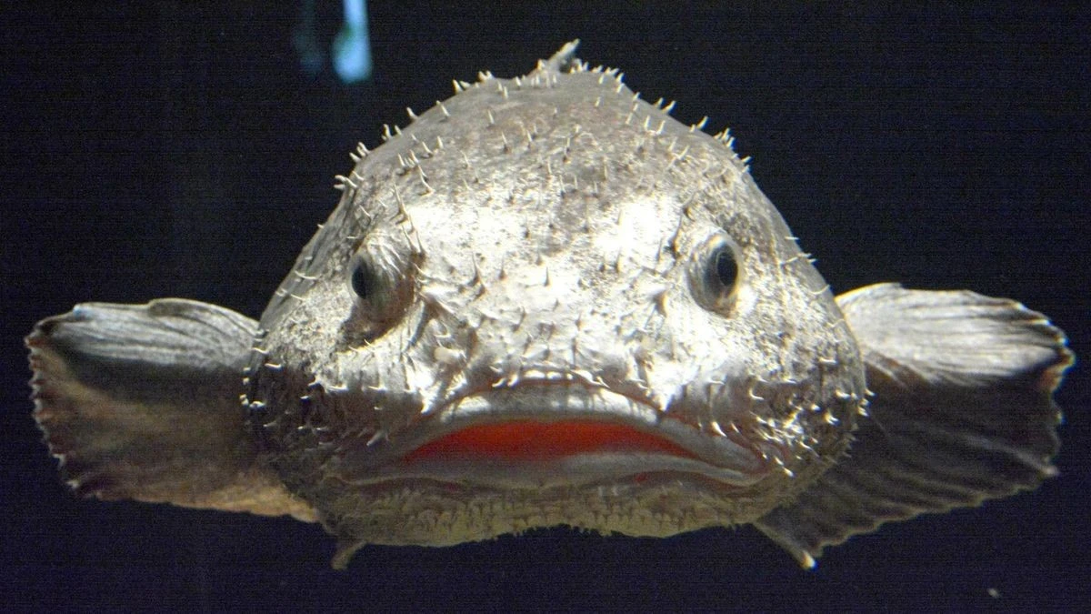 Fisch des Jahres: Überraschung für hässlichstes Tier der Welt